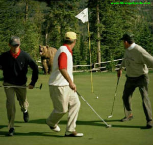 golfbear.jpg