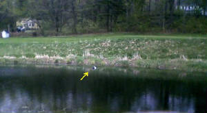 umbrella4thpond1004281617a.jpg