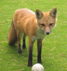 foxongolfcourse1.jpg
