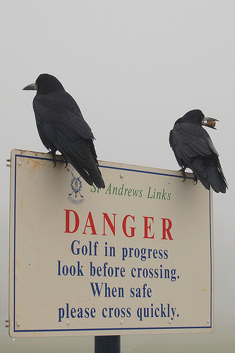 golfdangerbirds.jpeg
